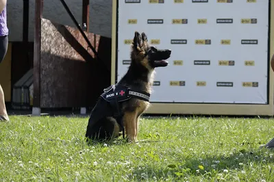 Zależy od psa - agility, behawiorysta, dogfitness